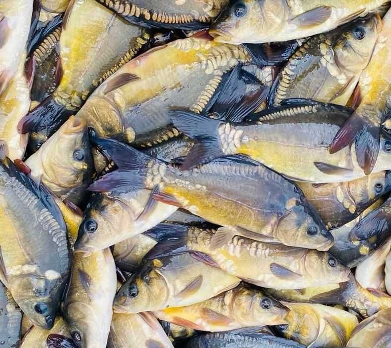 Karp , Amur sprzedam