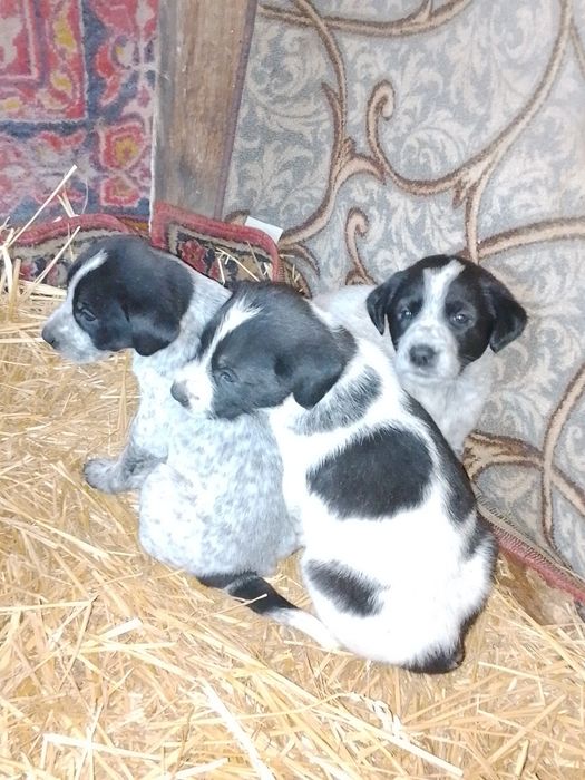 Віддам у добрі руки гарних цуценят безкоштовно хлопчиків та дівчаток.