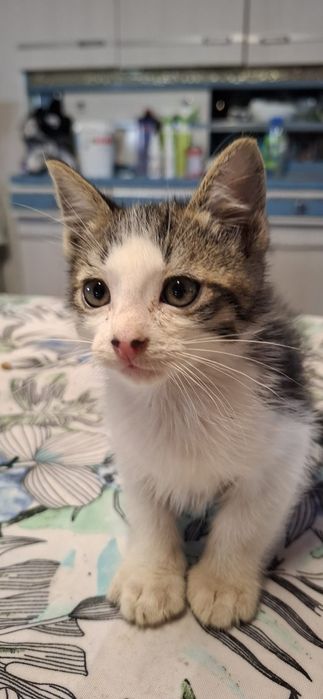 Gatinho macho tigrado e branco
