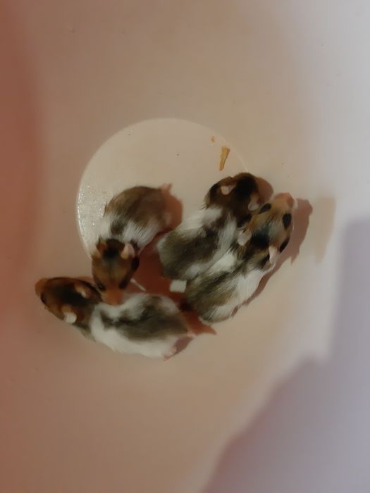 Chomiki syryjskie