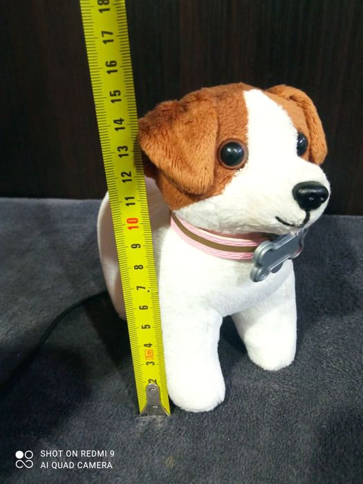 Кот, белая сова Хедвиг, собака