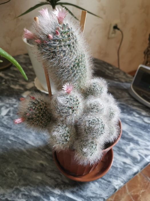 Растения для дома,офиса ,магазина,кафе.Кротон.Цветок Рео..