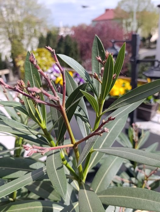 Sprzedam Oleander różowy