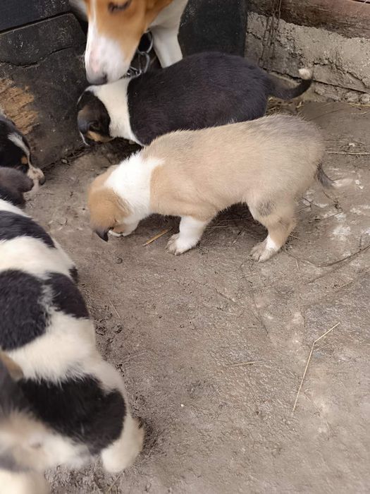 Продам щенят руська гонча