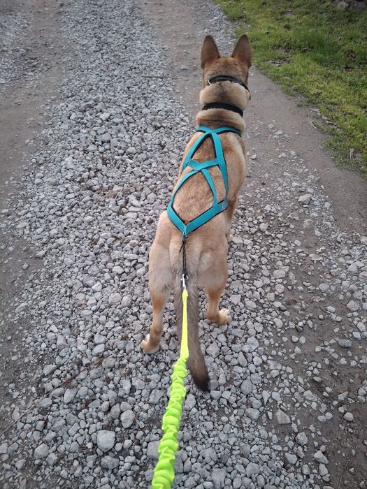 їздова шлея для собак