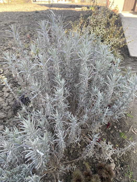 Тіньолюбиві рослини