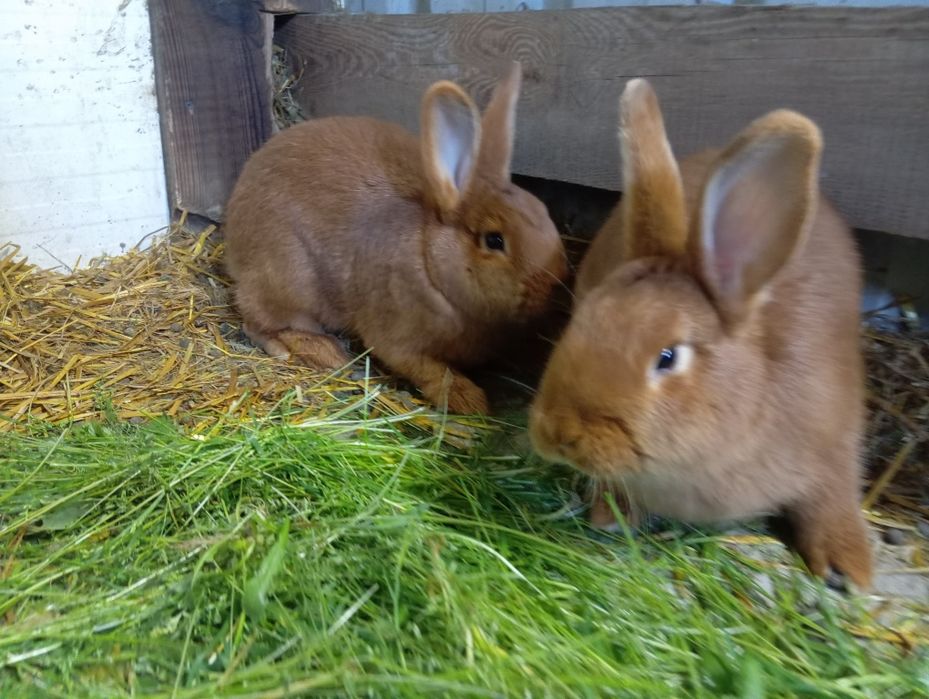Króliki nowozelandzki czerwony (nc)