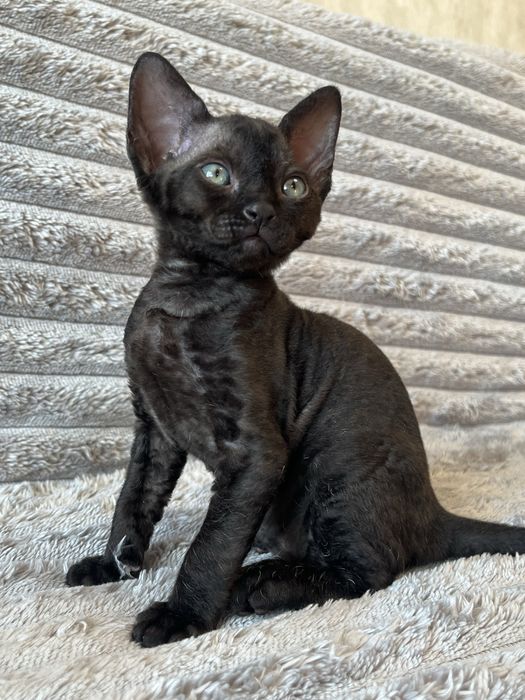 Кошенята Девон Рекс