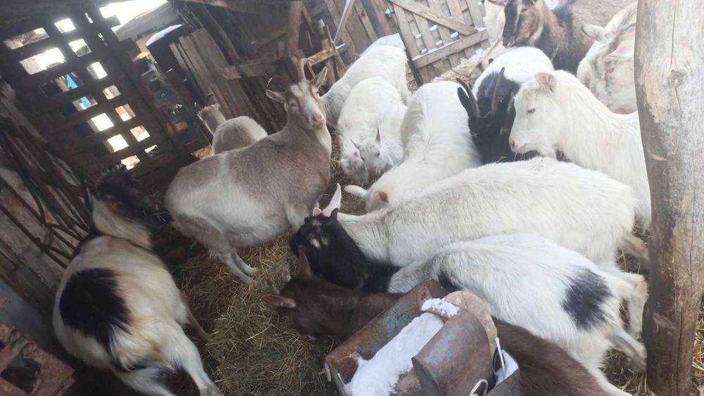 Коза Кози Козенята козлики