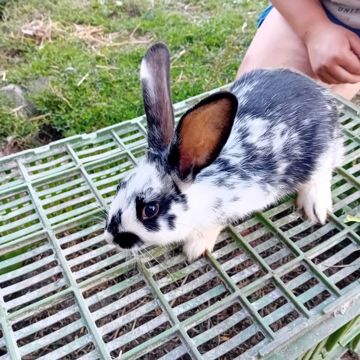 Sprzedam samce królika rex trójbarwny