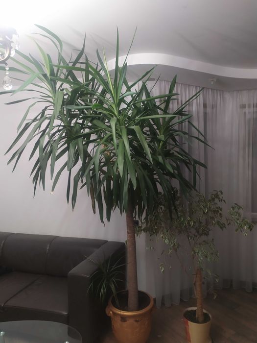 Продам юку.Кімнатна