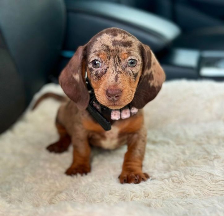 Шоколадний мрамор таксята міні , та кролячі.