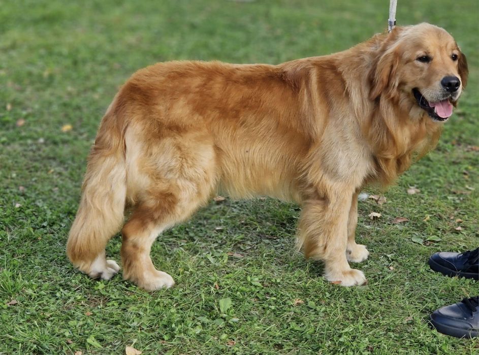 Złoty szczeniak Golden Retriever