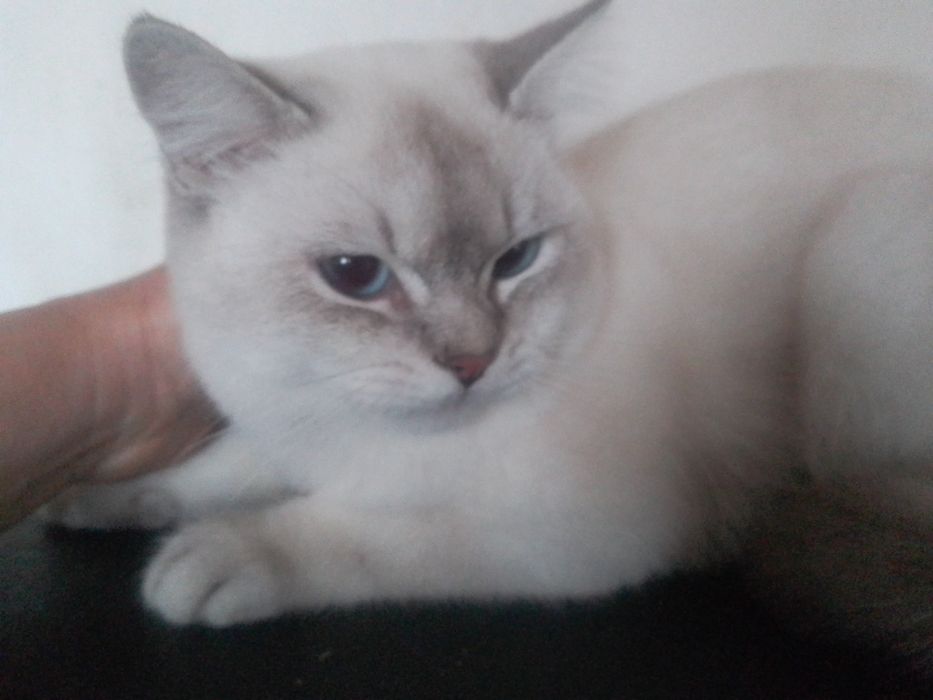 Котик кошеня хлопчик шиншила лінкс колор пойнт