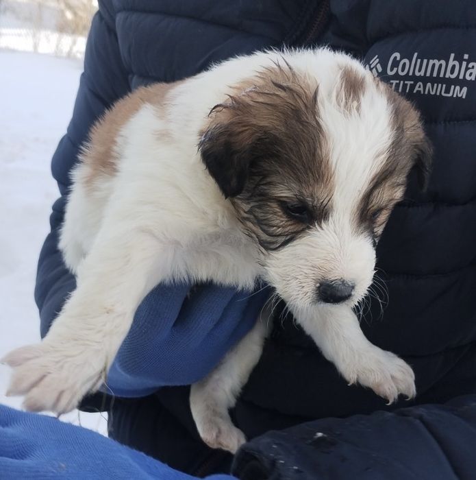 Шукає дім дівчинка-щеня