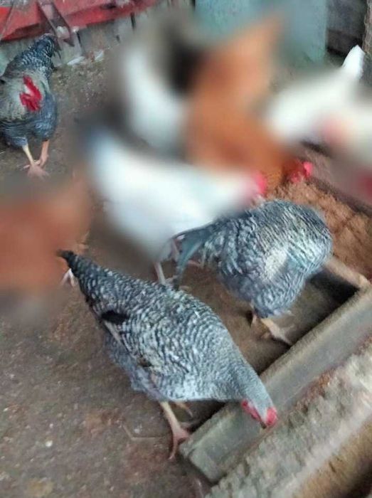 Sprzedam półroczne koguty