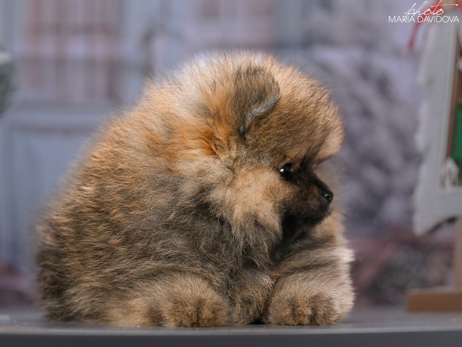 Цуценя померанський шпіц / щенок померанский шпиц