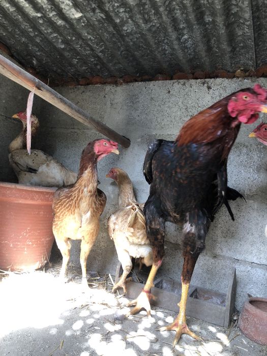 Ovos de indios gigante