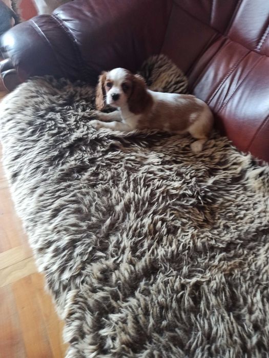 Cavalier King  Charles   Spaniel