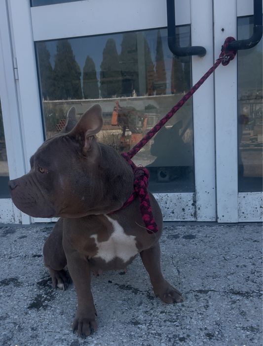 Cadela pit bully com um ano e meio