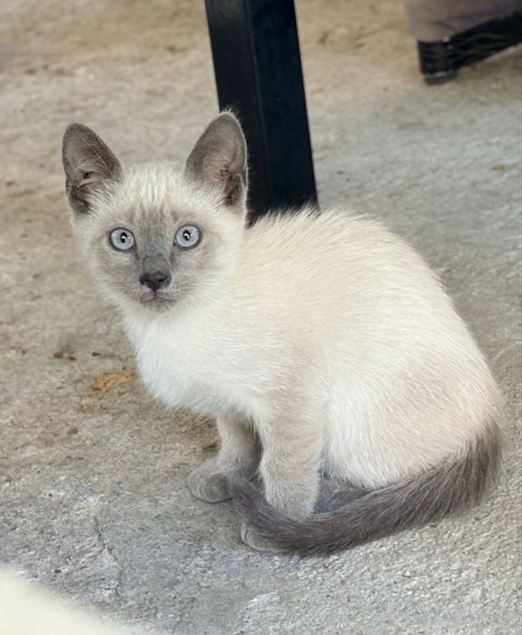 Gatinhos para adopção - procuram nova familia :)