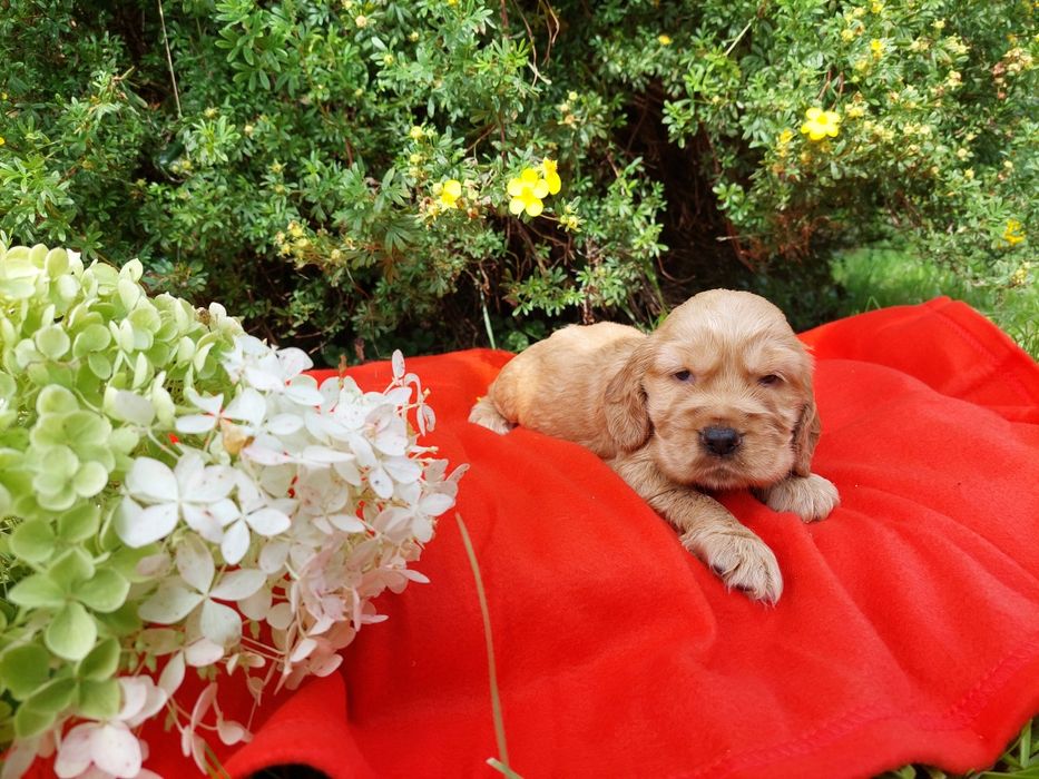 Cocker Spaniel Angielski Szczenię