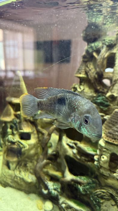 Продам гарних рибок