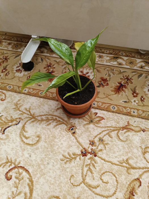 Продаю Спатифилиум