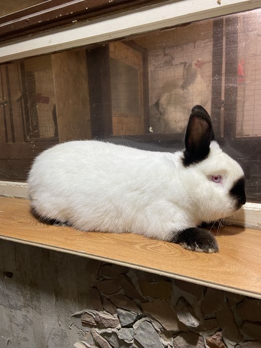 Каліфорнія самці