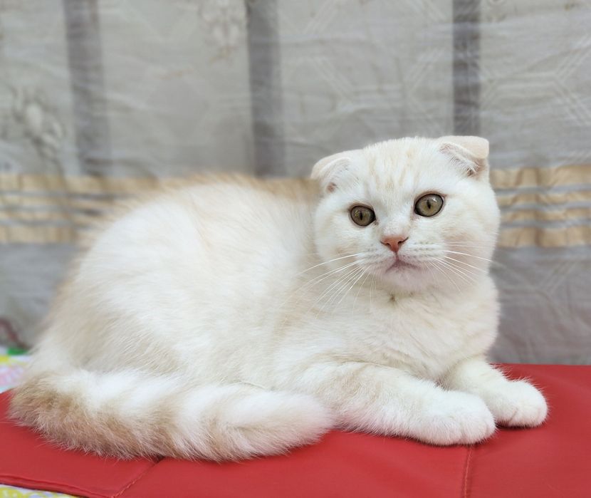 Шиншилка кремовп