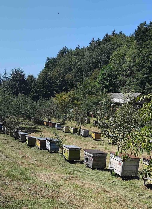 Продам бджолопакети, бджолині сім’ї з власної пасіки, Львівська обл.