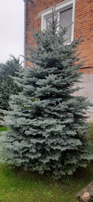 Ялинка блакитна сортова