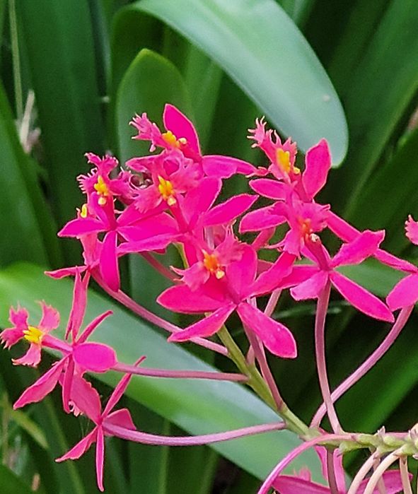Orquídeas Epidendrum