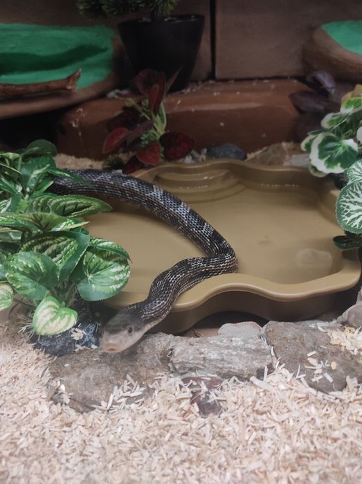 Duże terrarium z wężem