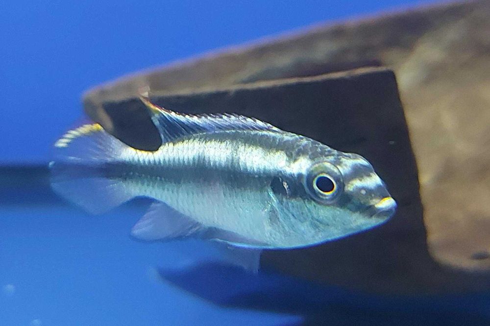 Kribensis varias linhas ciclídeos anões