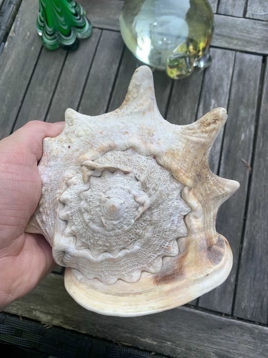 duża muszla kraba morska