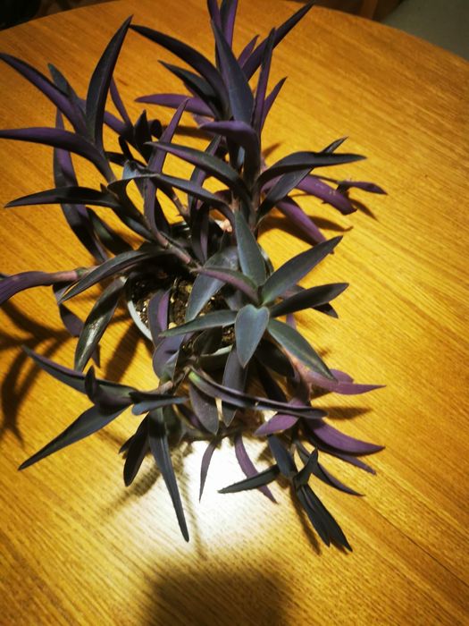 Trzykrotka purpurowa - gęsta, ładnie wybawiona, doniczka 12 cm