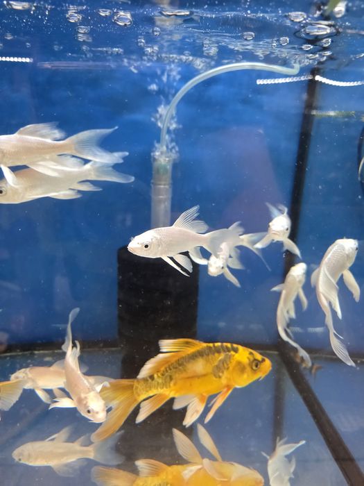 Karp koi welonowy biały  w Gruby Kocur sklep zoologiczny Sędziszów Małopolski