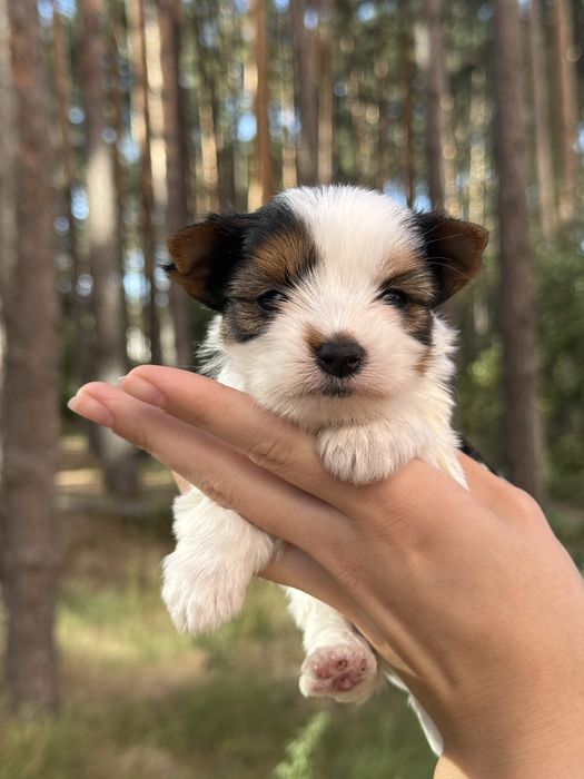 Елітна дівчинка бівер з документами КСУ/FCI