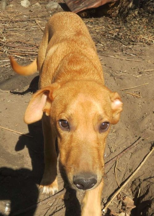 Хлопець метис шукае родину