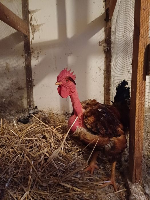 Sprzedam koguta gołoszyjke olbrzym