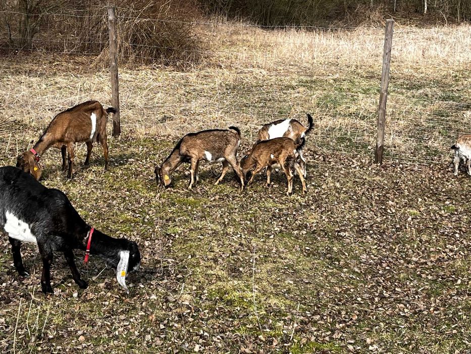 koziołki i kózki anglonubijskie 100%