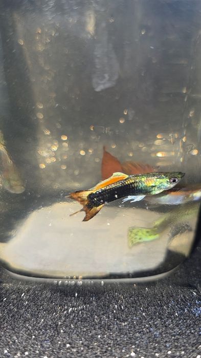 Peixe Guppy água fria