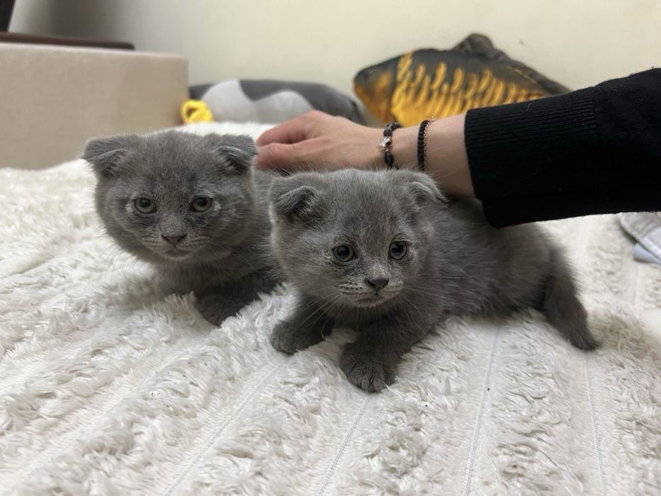 Продам британських висловухих кошенят