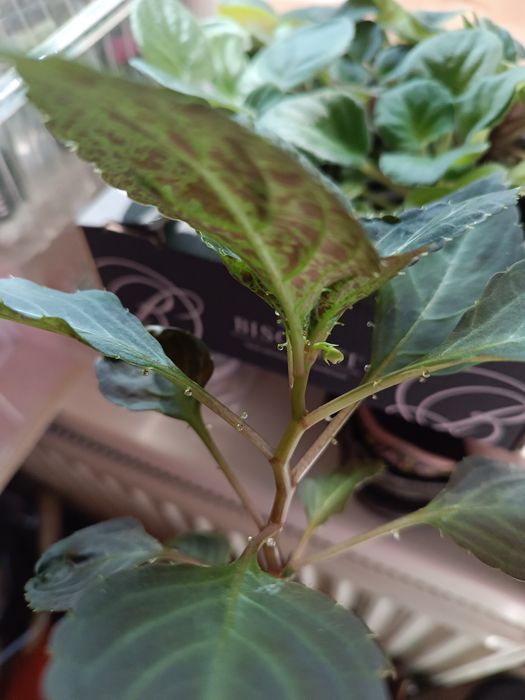 Бальзамін махровий