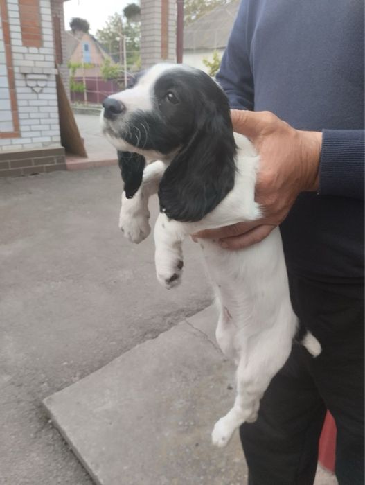 Продам цуценят Спаніельчиків