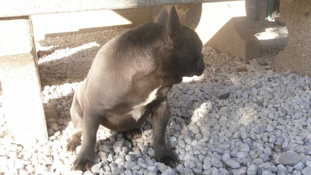 Bulldogue Francês azul macho