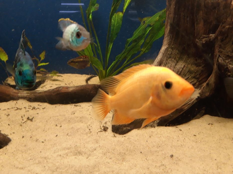 Młode pielęgnice cytrynowe  17-23 cm