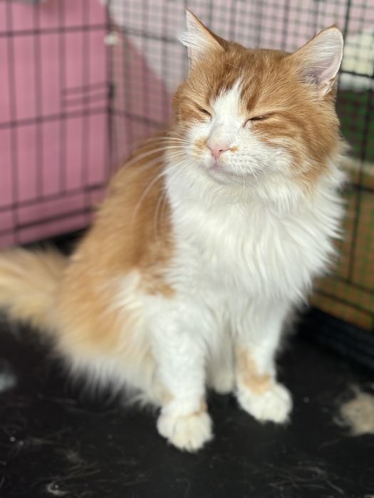 Шовковистий кіт у найкращу сімʼю