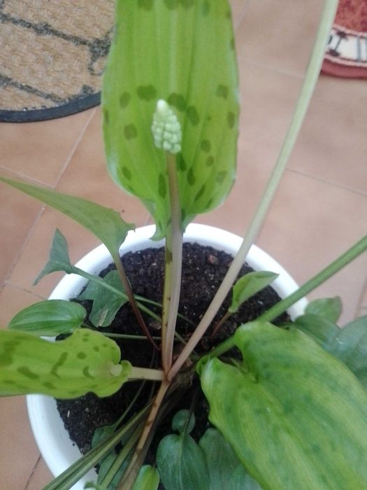Planta para o seu jardim ou interior.